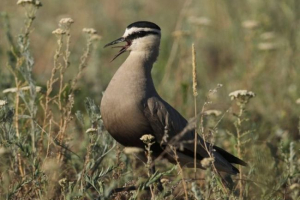 Птахи - вимерли чагарники Птахи - вимерли чагарники