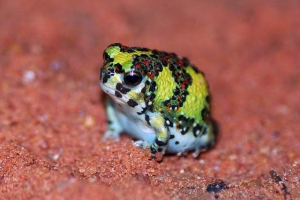 Crusaded пустеля - хто вона є і що життя?