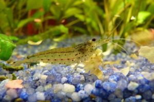 Amano креветки: фото, опис Amano креветки: фото, опис