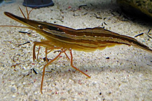 Креветки Креветки