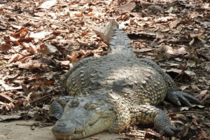 Крокодил беліз Крокодил беліз