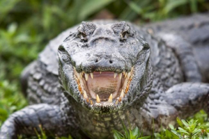 Крокодил з стічних вод: у луїзіані, вулиці гуляють по вулицях 3-метрова рептилія Крокодил з стічних вод: у луїзіані, вулиці гуляють по вулицях 3-метрова рептилія