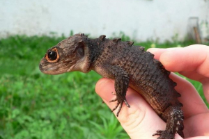 Crocodile pincicice як домашня тварина Crocodile pincicice як домашня тварина