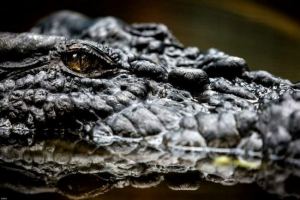 Крокодили бачать все навколо навіть під час сну Крокодили бачать все навколо навіть під час сну