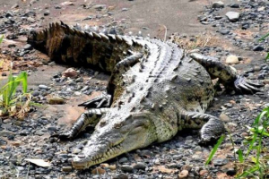 Американський крокодил (сильний) Американський крокодил (сильний)