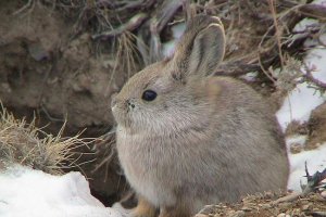 Кролик півере - вразливий вигляд Кролик півере - вразливий вигляд