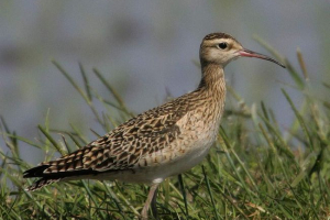 Kronshnep-baby: цікаві факти та опис птахів Kronshnep-baby: цікаві факти та опис птахів