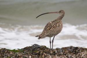 Кучерявий Кучерявий