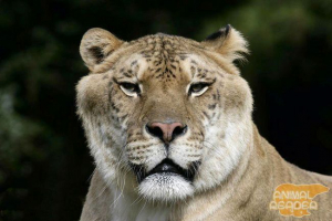 Найбільші кішки у світі Найбільші кішки у світі