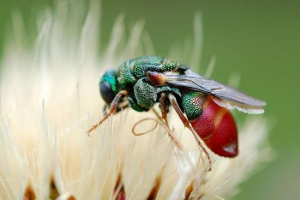 Великі парні - рідкісні ширенка Великі парні - рідкісні ширенка