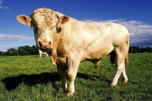 Велика рогата худоба Велика рогата худоба