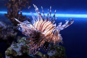 Вольтер Вольтер