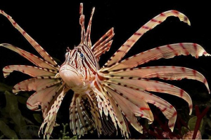 Воно - отруйний акваріум красуні Воно - отруйний акваріум красуні