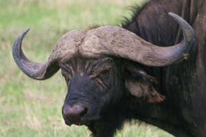 Які такі буйволи? Які такі буйволи?