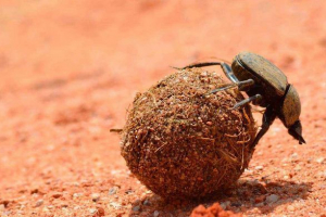 Хто є тезистськими? Які організми пов'язані з ними? Хто є тезистськими? Які організми пов'язані з ними?