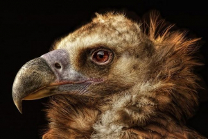 Хто такі грифи і які різновиди існують у природі Хто такі грифи і які різновиди існують у природі