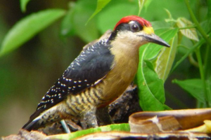 Хто такий чорний вершник? Хто такий чорний вершник?