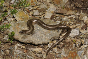 Хто є триразовим схрещенням з жовтим животом? Хто є триразовим схрещенням з жовтим животом?