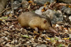 Кубинський скляний - червоний чорноби Кубинський скляний - червоний чорноби