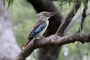Кукабара - птах з химерним ім'ям Кукабара - птах з химерним ім'ям