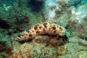 Кукумарія Кукумарія