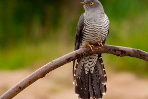 Кукушка Кукушка