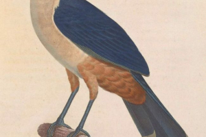 Cuckoo затримка - елегантна птах, яка вже нереальна, щоб побачити Cuckoo затримка - елегантна птах, яка вже нереальна, щоб побачити