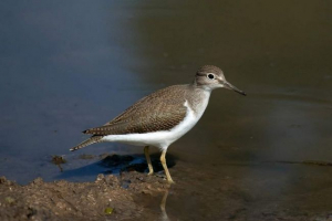Kulik-carrier: чому перевізник? Kulik-carrier: чому перевізник?