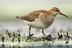 Скибочки та їх типи Скибочки та їх типи