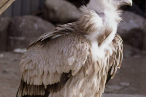 Кумай - сніговий Кумай - сніговий