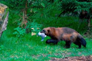 Кутен Кутен