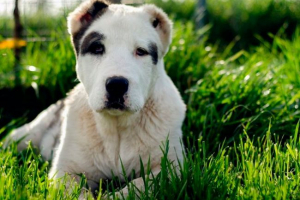 Рятуючи вуха та хвіст на алалі - естетику або необхідність? Рятуючи вуха та хвіст на алалі - естетику або необхідність?