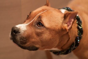 Збереження вух у собак. Опис, особливості, ціна та догляд за собакою після операції