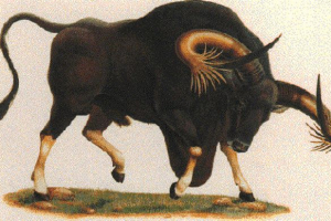 Собаки - робили цей вид биків? Собаки - робили цей вид биків?