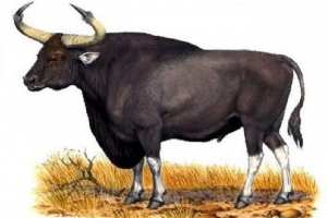 Курпет - тварина, походження якого не є чітким наукою Курпет - тварина, походження якого не є чітким наукою