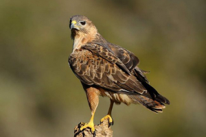 Курганник: все про птахів здобич Курганник: все про птахів здобич