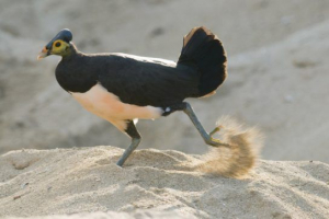 Чорноподібні птахи (чуроподібна сім'я) Чорноподібні птахи (чуроподібна сім'я)