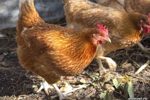 Курячі високі. Опис, особливості, догляд та вміст Курячі високі. Опис, особливості, догляд та вміст