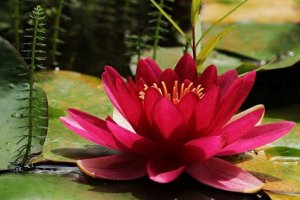 Червоний Червоний