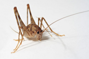 Orangery коник Orangery коник