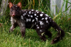 Kwalls знову в австралії, через 50 років Kwalls знову в австралії, через 50 років