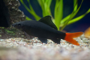 Labo двоколірні: контрастні акваріумні риби Labo двоколірні: контрастні акваріумні риби