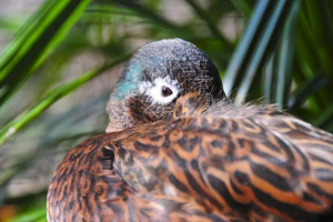 Lisian chirika - рух duck: деталі Lisian chirika - рух duck: деталі