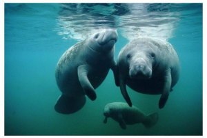 Манат Манат