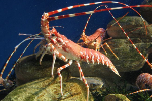 Леготливий Леготливий