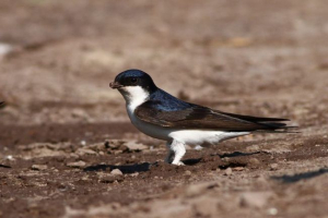 Pushka urban (funnels) Pushka urban (funnels)