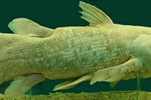 Lathemeria - live fossil Lathemeria - live fossil