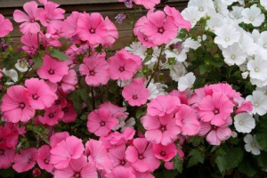 Лавка Лавка