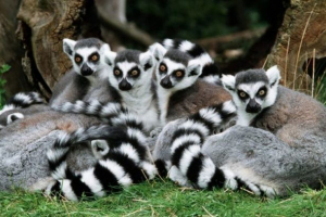 Лемур Лемур