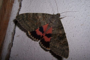 Стрічка kochubey Стрічка kochubey